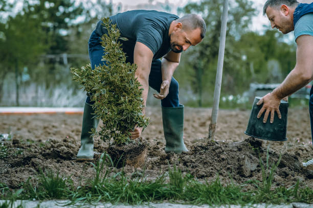 The Steps Involved in Our Tree Care Process in Burr Ridge, IL